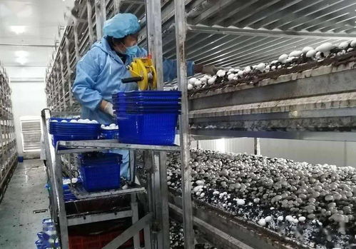 双循环为企业发展注入双核动力——技术开发的战略路径